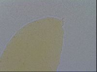 Minibiotus intermedius image