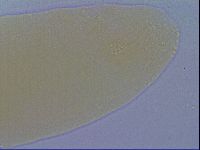 Minibiotus intermedius image
