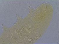 Minibiotus intermedius image