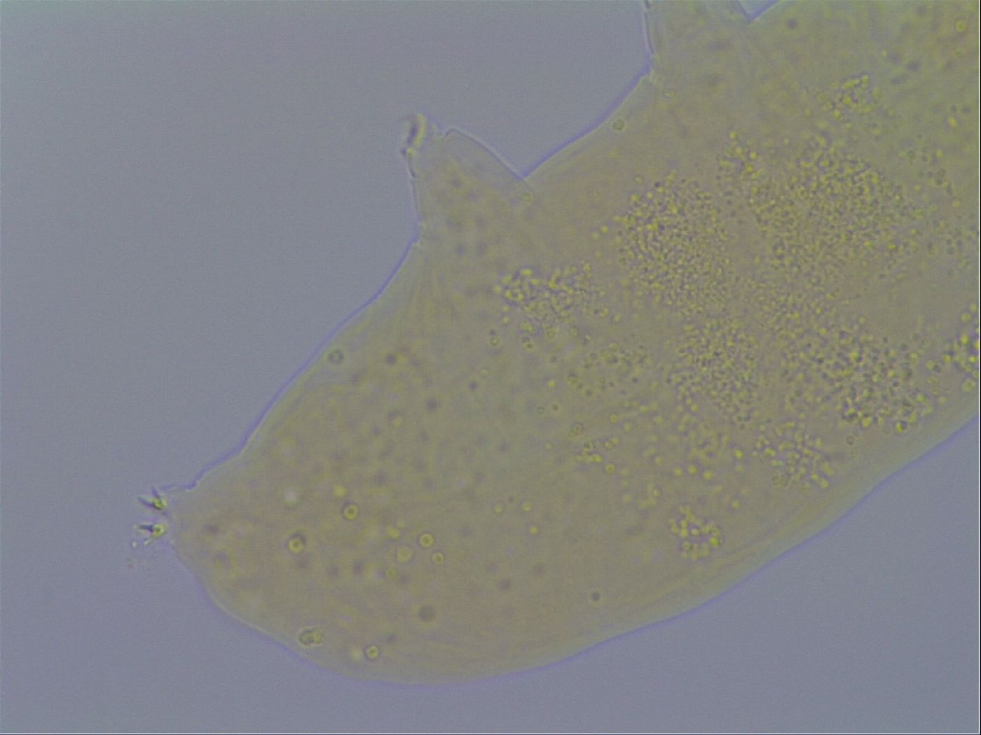 Minibiotus intermedius image