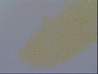Minibiotus intermedius image