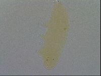 Minibiotus intermedius image