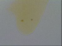 Minibiotus intermedius image
