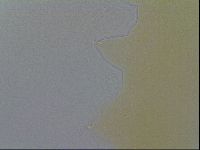 Minibiotus intermedius image