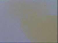 Minibiotus intermedius image