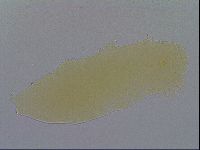 Minibiotus intermedius image