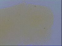Minibiotus intermedius image
