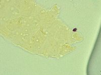 Pseudechiniscus novaezeelandiae image