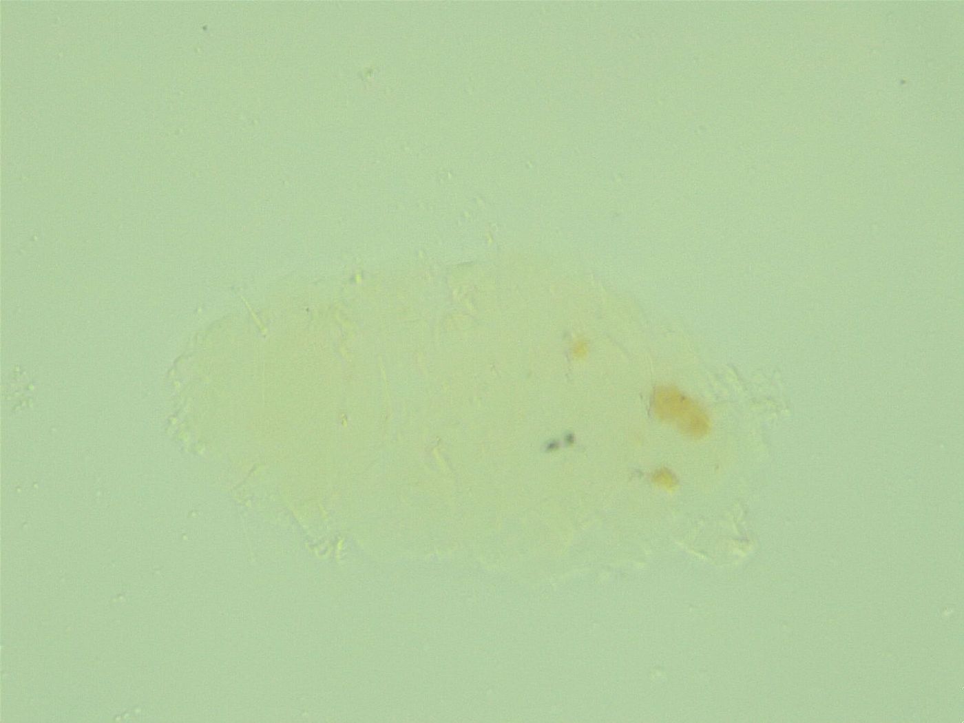 Antechiniscus lateromamillatus image