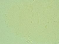 Antechiniscus lateromamillatus image