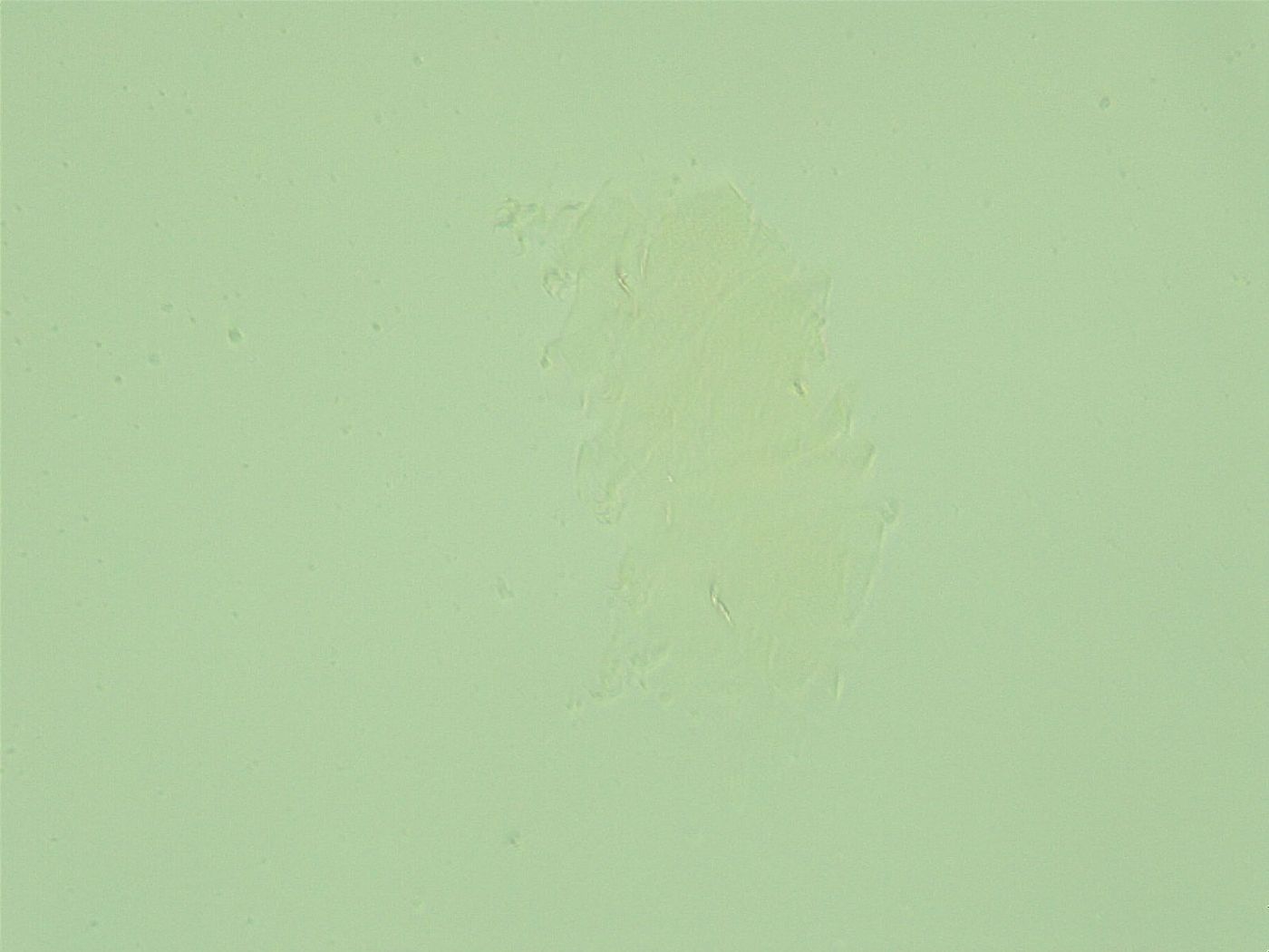 Antechiniscus lateromamillatus image