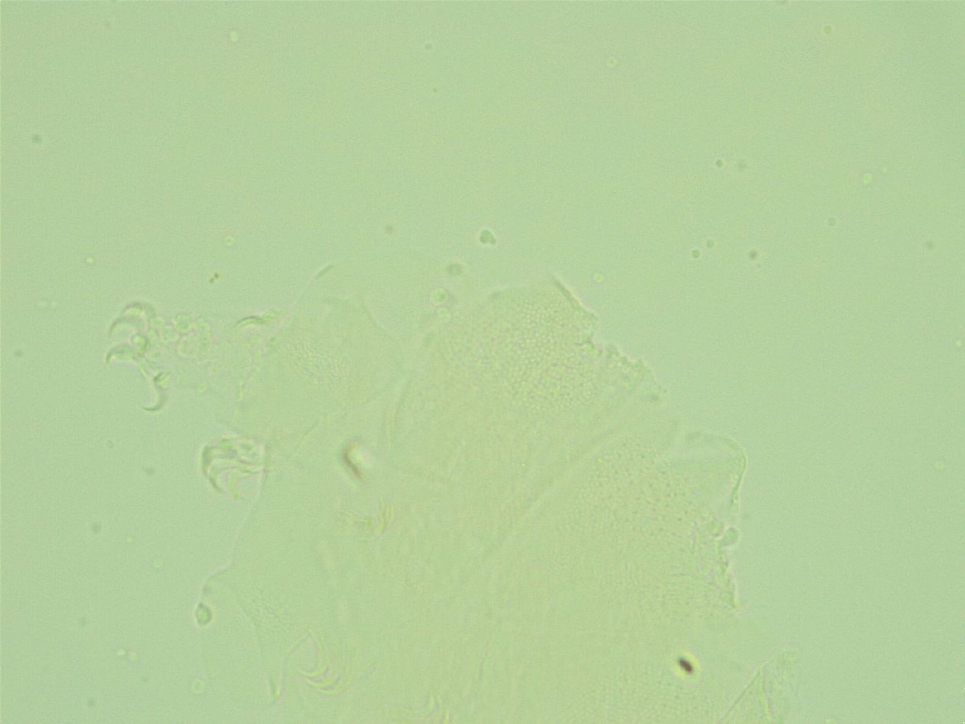 Antechiniscus lateromamillatus image