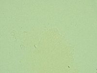 Antechiniscus lateromamillatus image