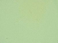 Antechiniscus lateromamillatus image