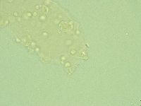 Pseudechiniscus novaezeelandiae image
