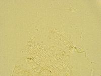 Media resource of Antechiniscus lateromamillatus