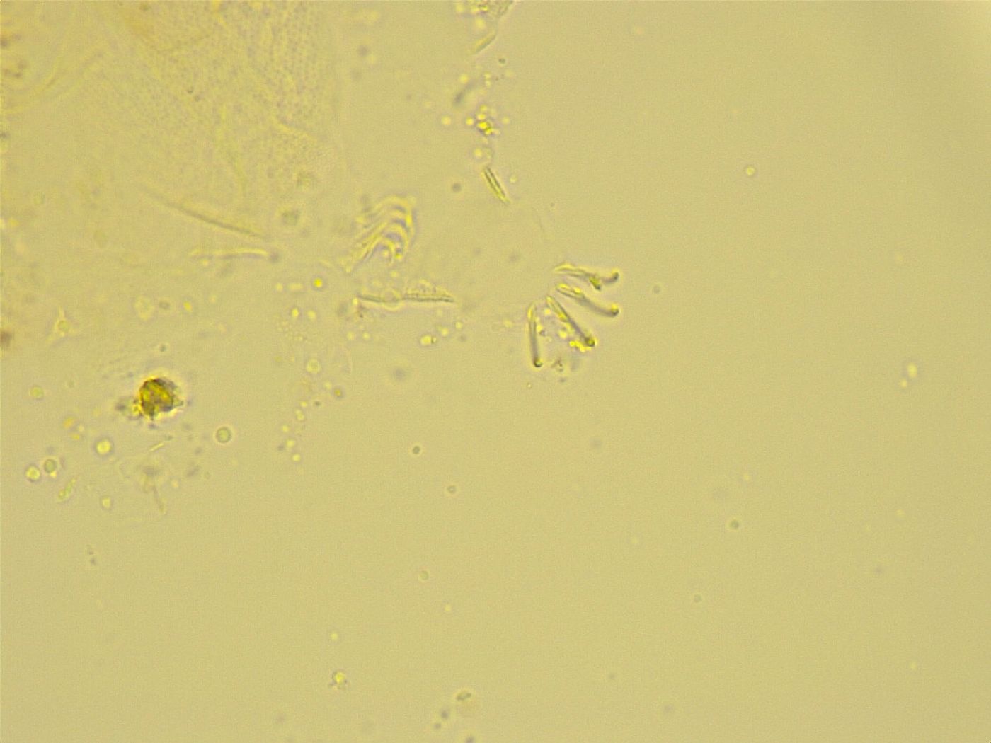 Antechiniscus lateromamillatus image