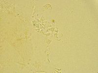 Antechiniscus lateromamillatus image