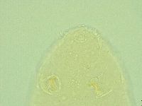 Pseudechiniscus novaezeelandiae image