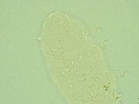 Pseudechiniscus novaezeelandiae image