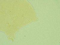 Pseudechiniscus novaezeelandiae image