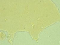Pseudechiniscus novaezeelandiae image