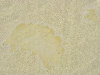 Antechiniscus lateromamillatus image