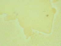 Antechiniscus lateromamillatus image