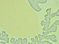 Pseudechiniscus novaezeelandiae image