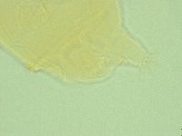 Pseudechiniscus novaezeelandiae image