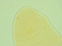 Pseudechiniscus novaezeelandiae image