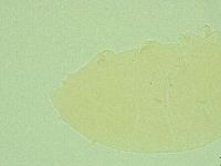 Pseudechiniscus novaezeelandiae image