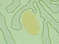 Pseudechiniscus novaezeelandiae image