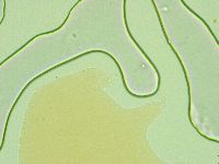 Pseudechiniscus novaezeelandiae image