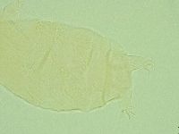 Pseudechiniscus novaezeelandiae image
