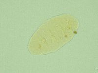 Pseudechiniscus novaezeelandiae image