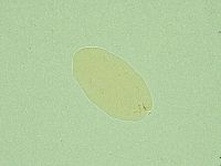 Pseudechiniscus novaezeelandiae image