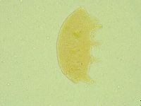 Pseudechiniscus juanitae image