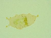 Pseudechiniscus juanitae image