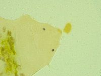 Pseudechiniscus juanitae image