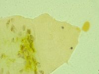 Pseudechiniscus juanitae image