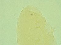 Pseudechiniscus juanitae image