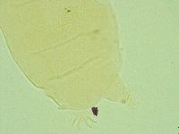 Pseudechiniscus juanitae image