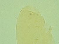 Pseudechiniscus juanitae image
