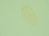 Pseudechiniscus juanitae image