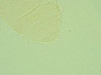 Pseudechiniscus juanitae image