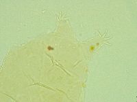 Pseudechiniscus juanitae image
