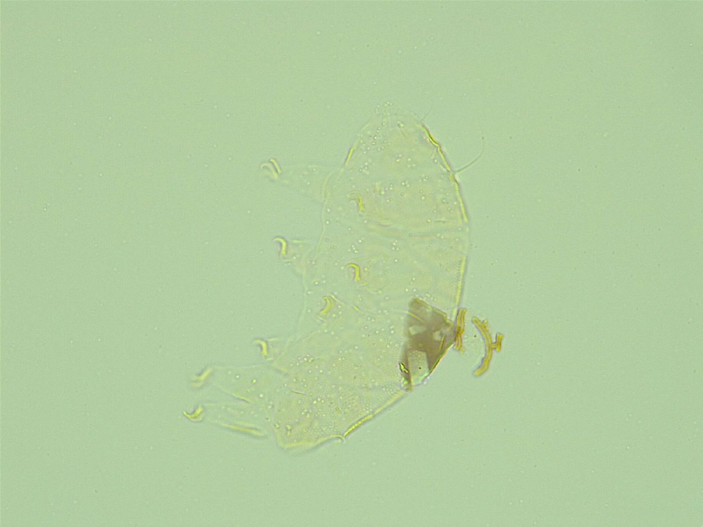 Pseudechiniscus novaezeelandiae image