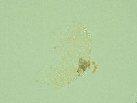 Pseudechiniscus novaezeelandiae image