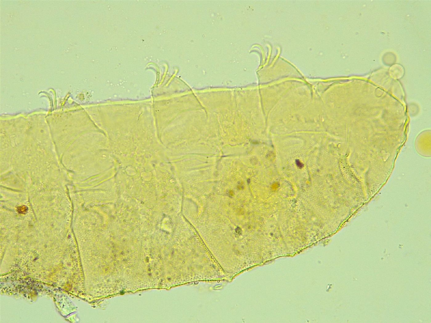 Cornechiniscus lobatus image
